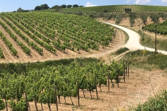 Small group Chianti-side wine tour with Mercedes V class Van - The Lunch Question: Plan Like It Might Be a Snack