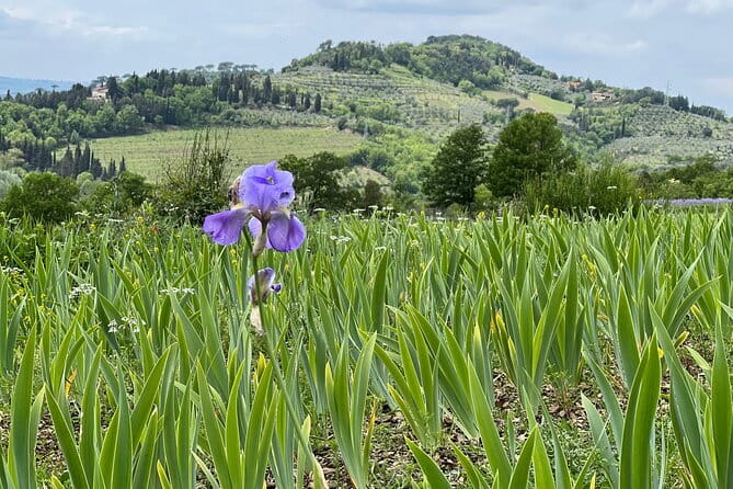 SMALL GROUP Chianti Tradition wine tour (max 8 pp) - Meeting point at Grape Tours and the quick wine-and-cheese warm-up