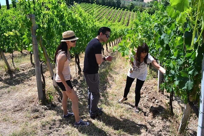 Small-Group Vernaccia di San Gimignano Wine Tour - White and Red Wines - A Florence Day Trip Built Around Vernaccia (and why that’s a smart choice)