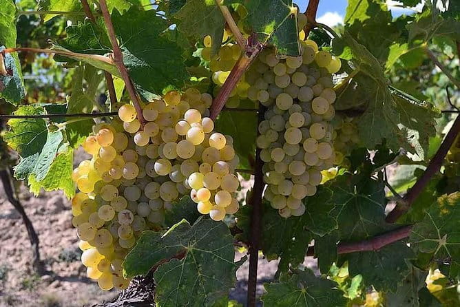 Small-Group Vernaccia di San Gimignano Wine Tour - White and Red Wines - Stop 3: Cappella Sant’Andrea lunch and the Vernaccia tasting