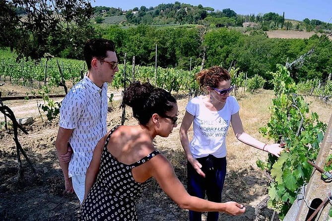 Small-Group Vernaccia di San Gimignano Wine Tour - White and Red Wines - Price and logistics: what $342.07 buys you (and what it doesn’t)