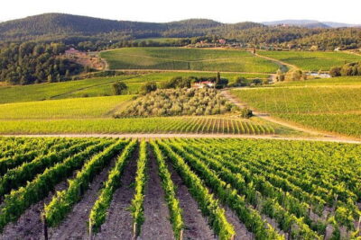 The Complete Wine Tour Brunello, Nobile, Chianti wine experience - From countryside roads to Montalcino: the first taste of Brunello country