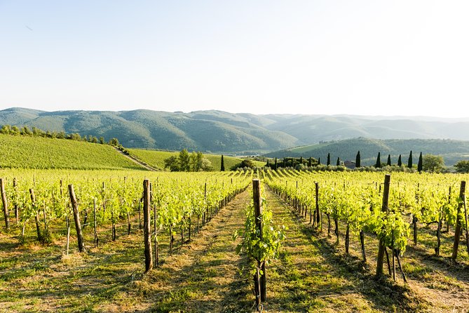 Tour and Tasting at an Organic Winery in the Heart of Chianti Classico Area - Tasting five wines with Chianti snacks (bread, olive oil, cheese, salami)