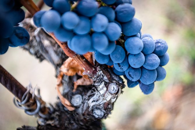 Tour and Tasting at an Organic Winery in the Heart of Chianti Classico Area - Who should book this organic Chianti tasting (and who might not)