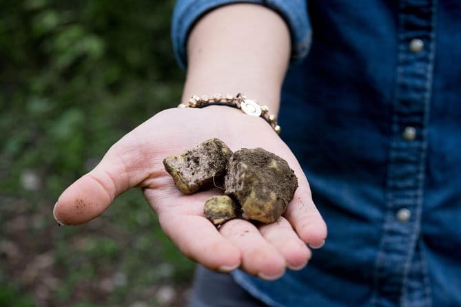 Truffle hunting + gourmet tasting (transfer included) - Forest time with an expert hunter and trained dogs