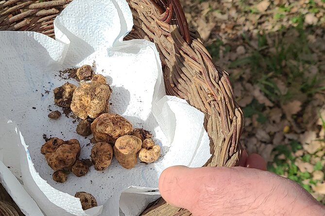 Truffle Hunting in Chianti, pasta class and lunch - Key things that make this Chianti experience worth your time
