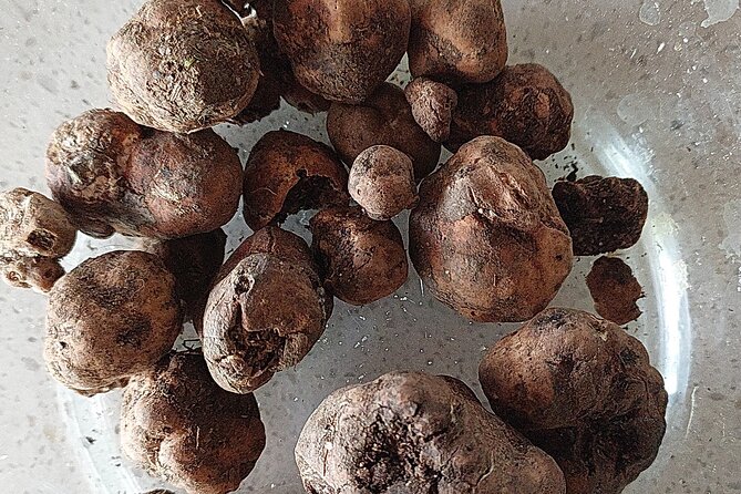 Truffle Hunting in Chianti, pasta class and lunch - Back at the farm: fresh pasta class with Nico or Fabrizio
