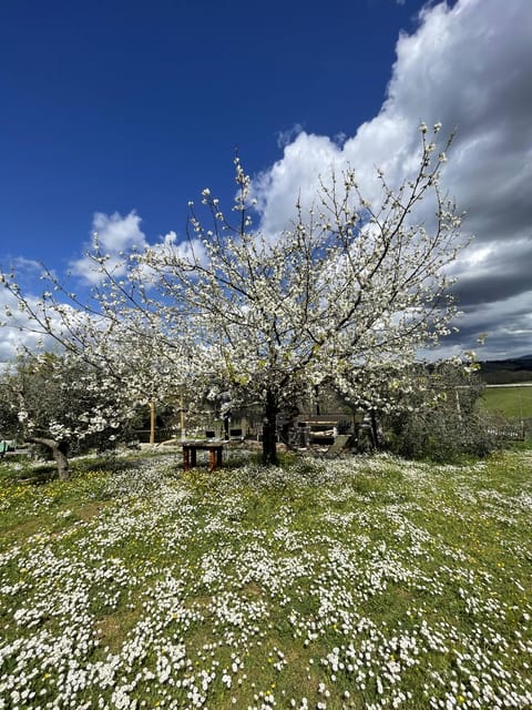 Truffle hunting in Chianti with pasta cooking class & lunch - What You’re Actually Paying for: The Value of $181.26