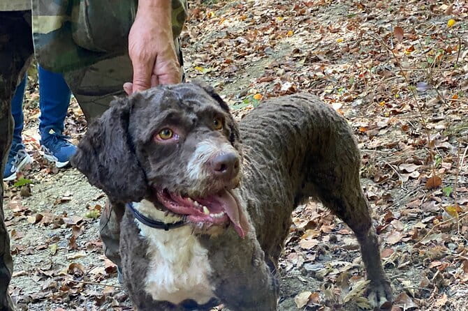 Truffle Hunting in Tuscany (private tour) - From Florence to the Truffle Forest: Why This Day Works