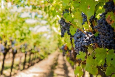 Tuscany: Chianti Wine Paradise Tour - Getting From Your Hotel in a Mercedes (and Why That Matters)