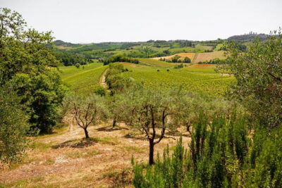 Tuscany Day Trip from Florence: Siena, San Gimignano, Pisa and Lunch at a Winery - Siena with a guided city walk: Cathedral floor, contrade culture, and Piazza del Campo