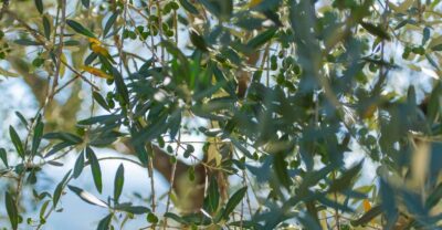 Tuscany: Leonardo da Vinci – Oil and Wine Discovery Tour - The olive oil tasting: why it’s more than a quick taste