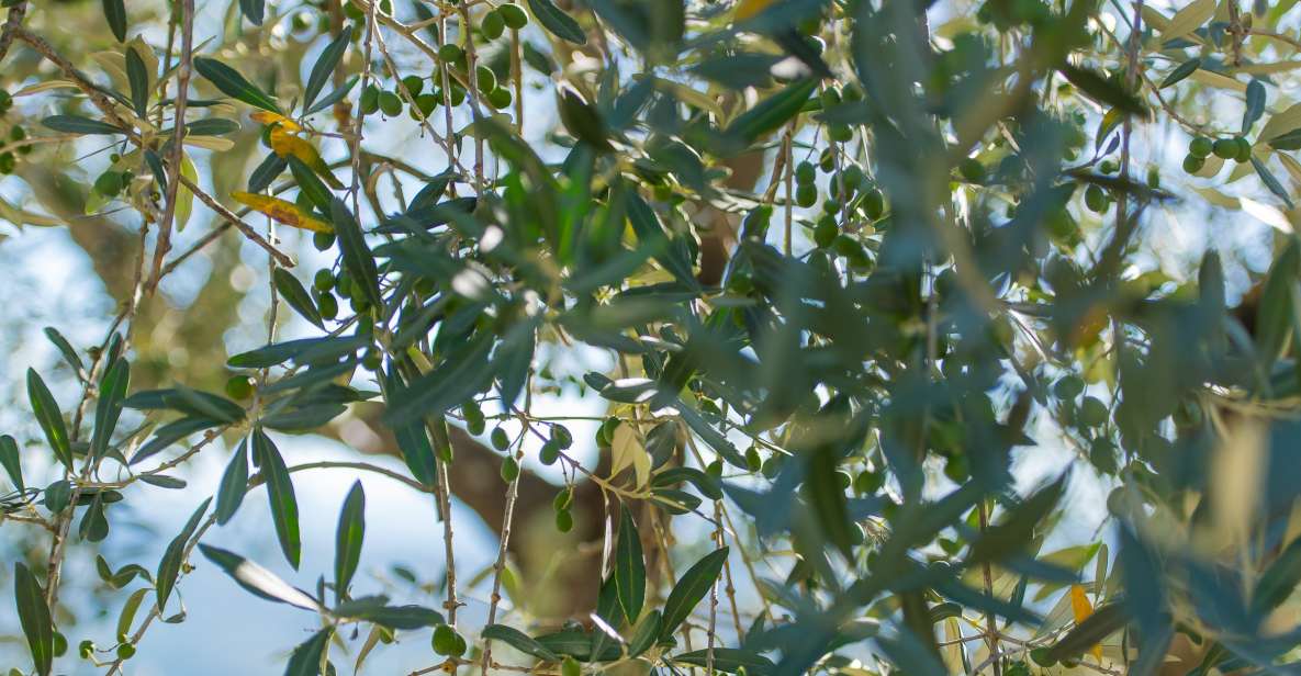 Tuscany: Leonardo da Vinci – Oil and Wine Discovery Tour - The olive oil tasting: why it’s more than a quick taste