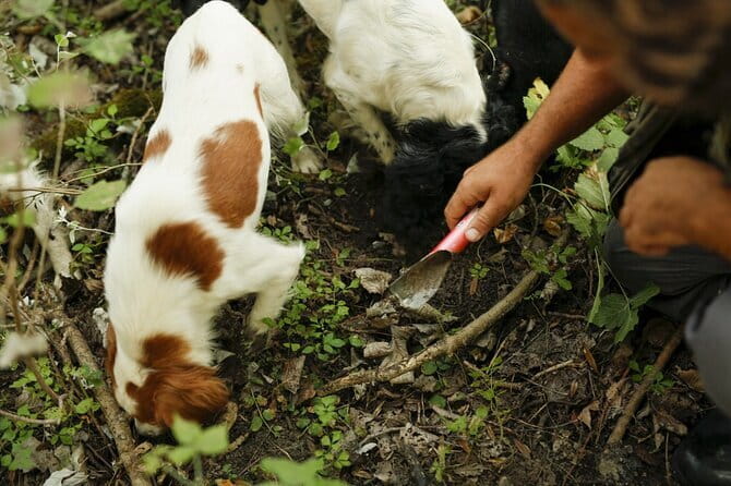 Tuscany Truffle Hunt: A Culinary Adventure - Where You Eat: Family Manor Setting, Not a Mass Banquet