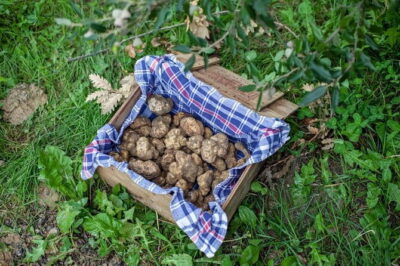Tuscany Truffle Hunt: A Culinary Adventure - How the Truffle Hunt Actually Works with Expert Guides and Dogs
