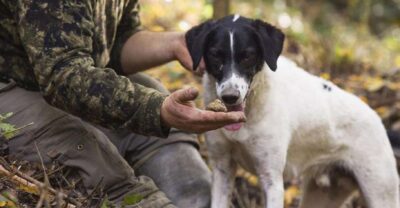 Tuscany: Truffle Hunting and Meal at a Winery - The Welcome Center walk: meeting the property and the hunt’s main characters