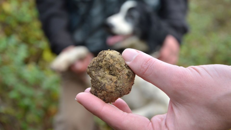 Tuscany: Truffle Hunting and Meal at a Winery - Price and value: what $474.28 buys you (and what you’re paying for)