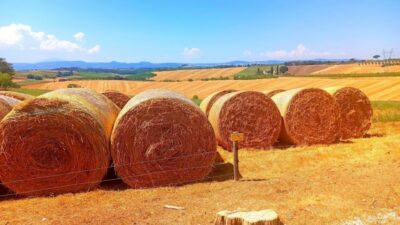 Visit Siena and San Gimignano with lunch at a family farm - Siena (About 1.5 Hours): Piazza del Campo and Medieval Details