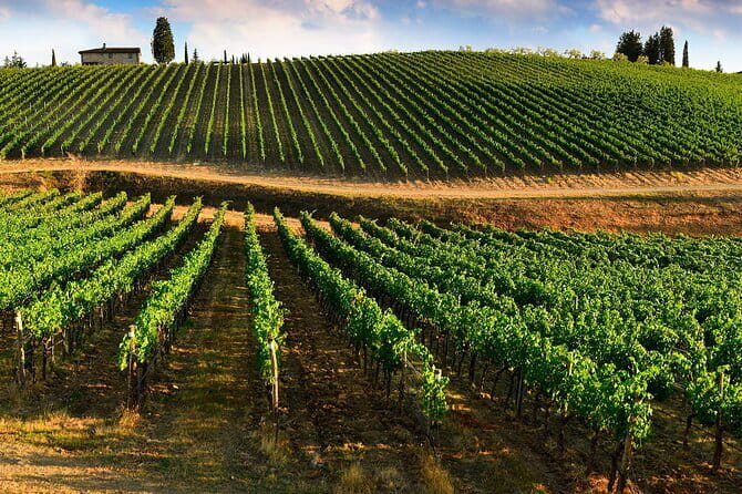 Wine tasting in TWO family wineries around Florence - The guide makes the day: what to look for in an English explanation