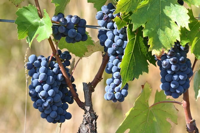 Wine Tour Experience - Where this Florence wine tour actually takes place