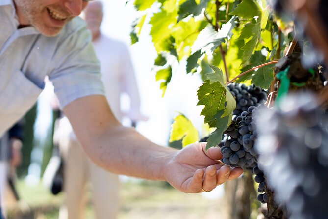 Winery Tour & Gourmet Tasting in Montalcino - Val d’Orcia stop and timing: when the best views happen