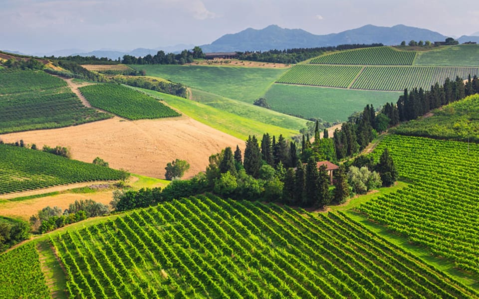 YOUR HONEYMOON IN TUSCANY: Private Chianti Wine Tasting Tour - Lunch at a Chianti winery: Tuscan food plus a thoughtful wine lineup